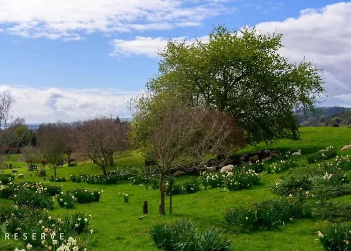 Aww Sheep-uninterrupted Panoramic View With